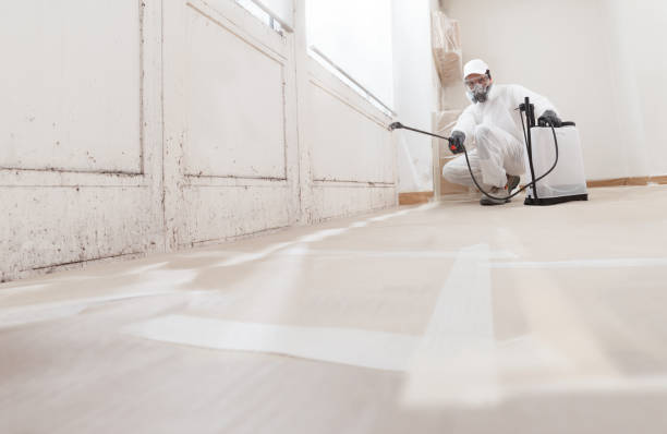 Black mold remediation team in New Vernon